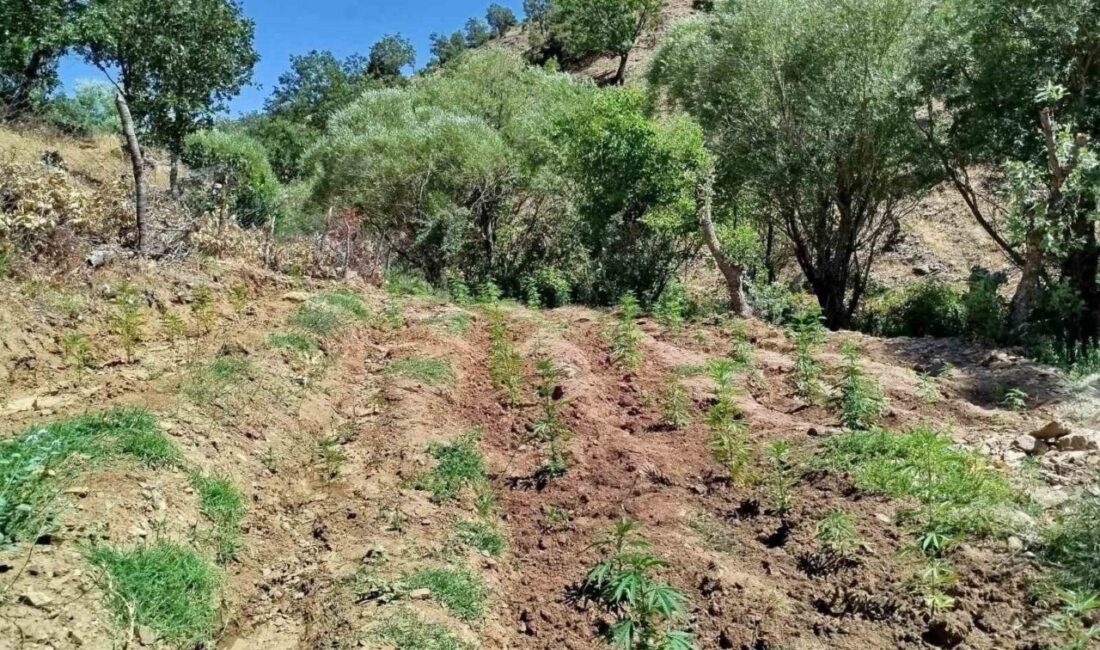 Bingöl’de jandarma ekipleri tarafından yapılan çalışmada, 7 ayrı noktada toplam