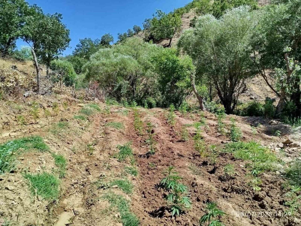 Bingöl’de jandarma ekipleri tarafından yapılan çalışmada, 7 ayrı noktada toplam