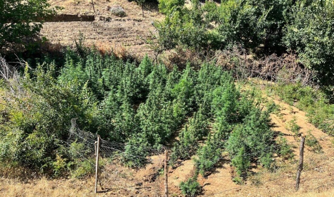 Bingöl’de jandarma ekipleri tarafından yapılan çalışmada, bin 651 kök kenevir