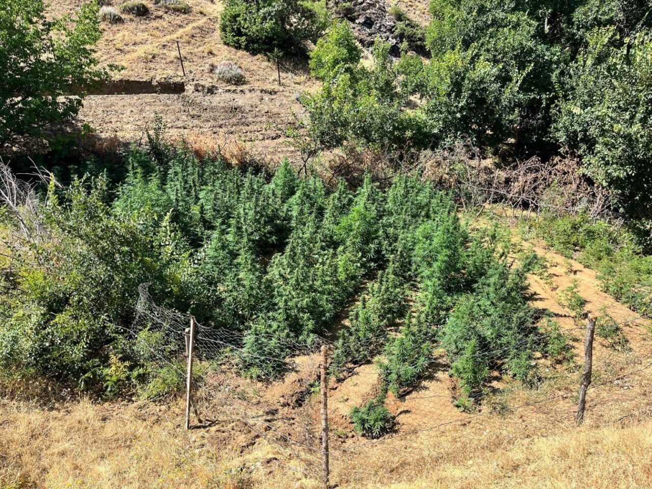 Bingöl’de jandarma ekipleri tarafından yapılan çalışmada, bin 651 kök kenevir