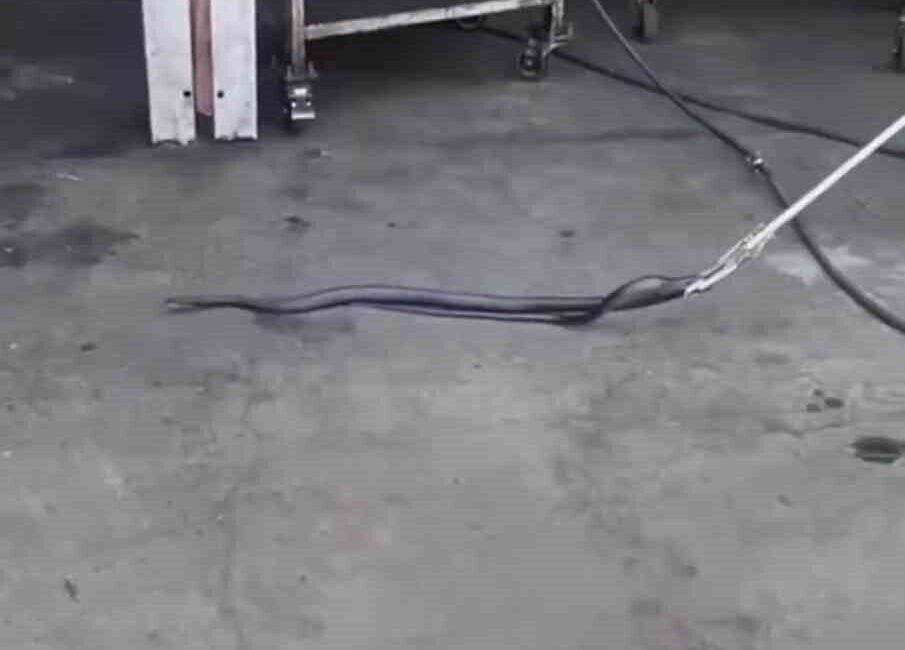 Bingöl’de oto tamir işletmesine giren yılan paniğe neden oldu. Bingöl’de