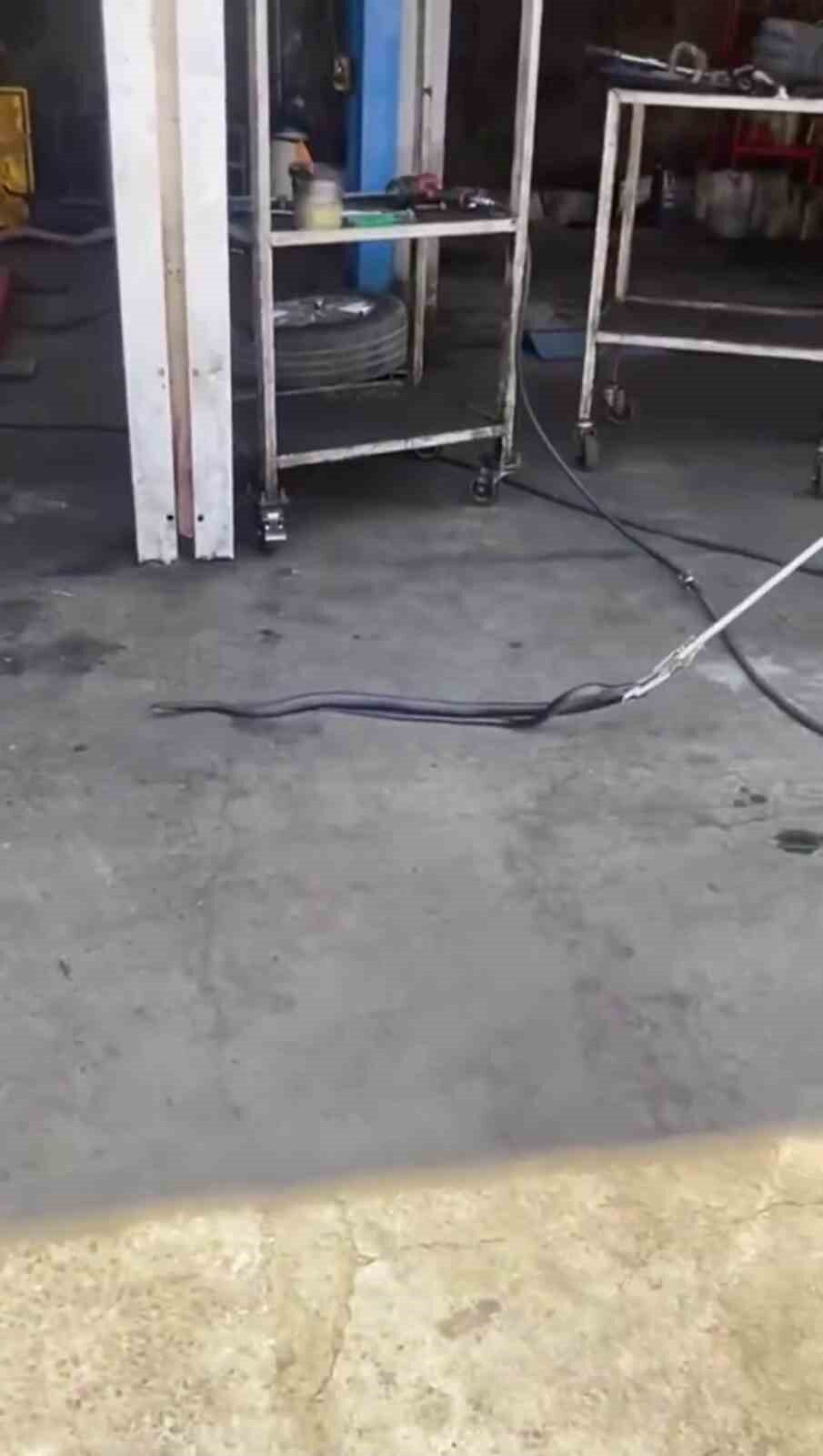 Bingöl’de oto tamir işletmesine giren yılan paniğe neden oldu. Bingöl’de