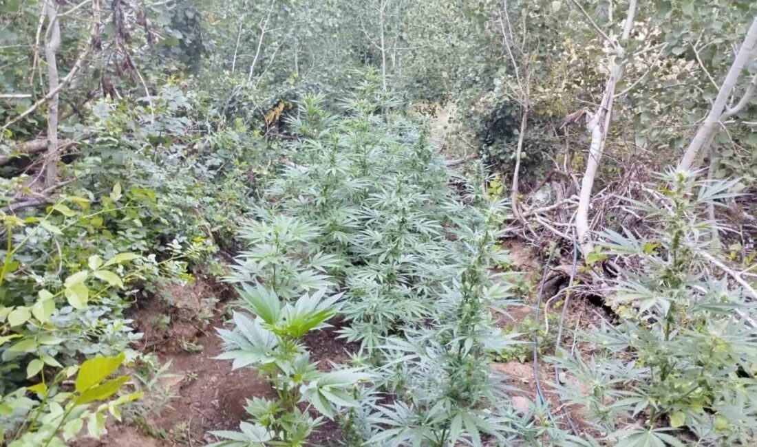 Bingöl’de İl Jandarma Komutanlığı ekipleri, Genç ilçesinin kırsalında 7 farklı