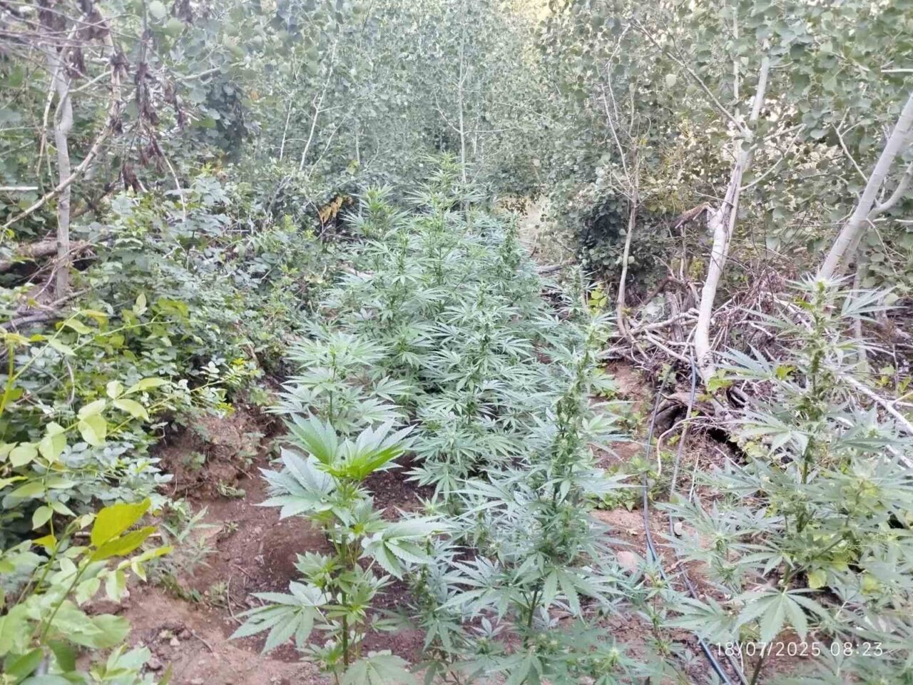 Bingöl’de İl Jandarma Komutanlığı ekipleri, Genç ilçesinin kırsalında 7 farklı