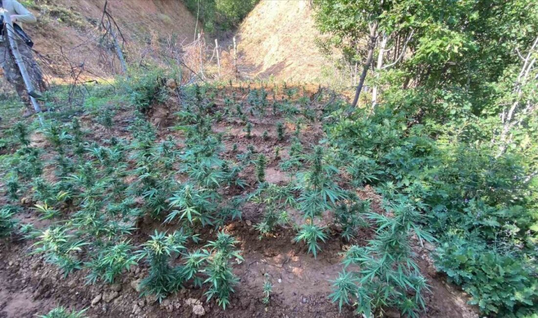 Bingöl’de jandarma ekipleri tarafından yapılan çalışmada 4 farklı noktada toplam