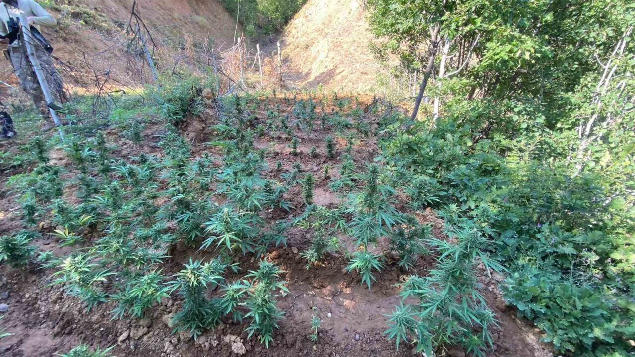 Bingöl’de jandarma ekipleri tarafından yapılan çalışmada 4 farklı noktada toplam