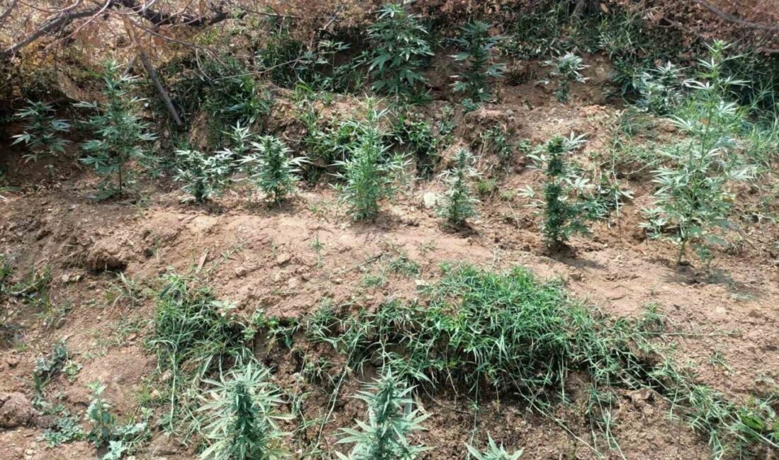 Bingöl’de jandarma ekipleri tarafından yapılan çalışmada, 746 kök kenevir bitkisi