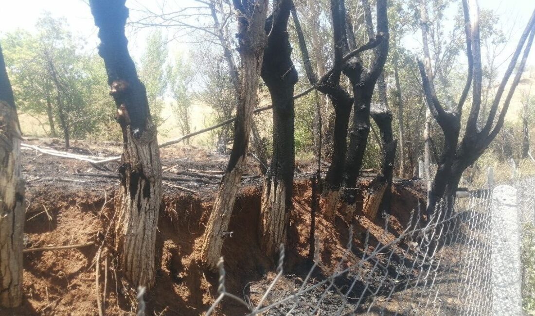 Isparta’nın Yalvaç ilçesine bağlı Hisarardı köyünde bir hobi bahçesinde yakılan