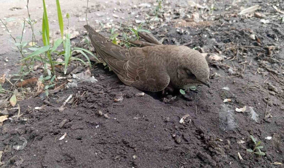 Elazığ’da bir vatandaş, sıcak havalar nedeniyle bitkin halde bulduğu ebabil