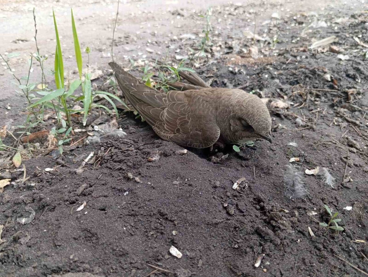 Elazığ’da bir vatandaş, sıcak havalar nedeniyle bitkin halde bulduğu ebabil
