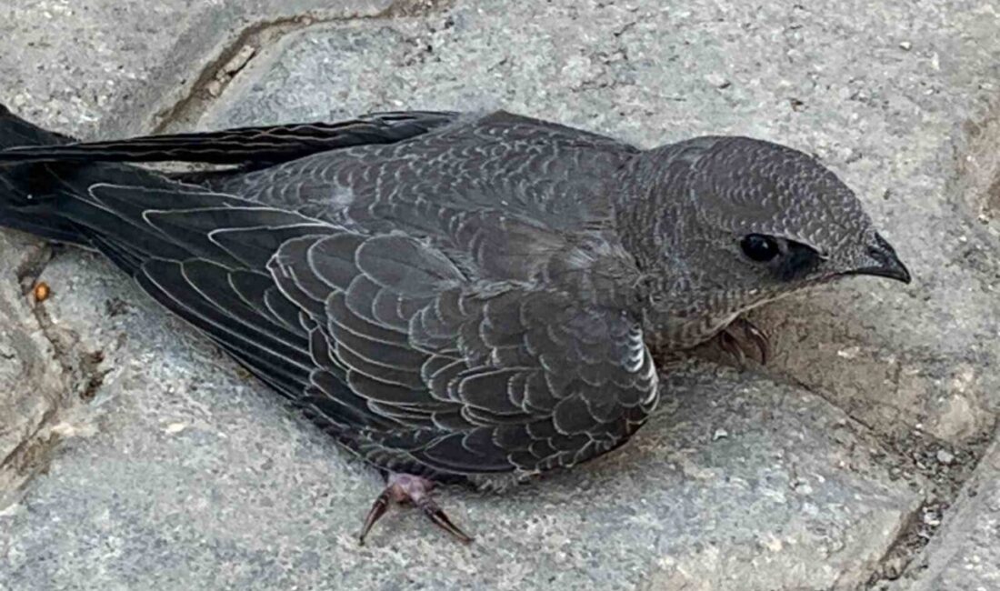 Elazığ’da bir kişi, bitkin halde bulduğu Ebabil kuşunu koruma altına