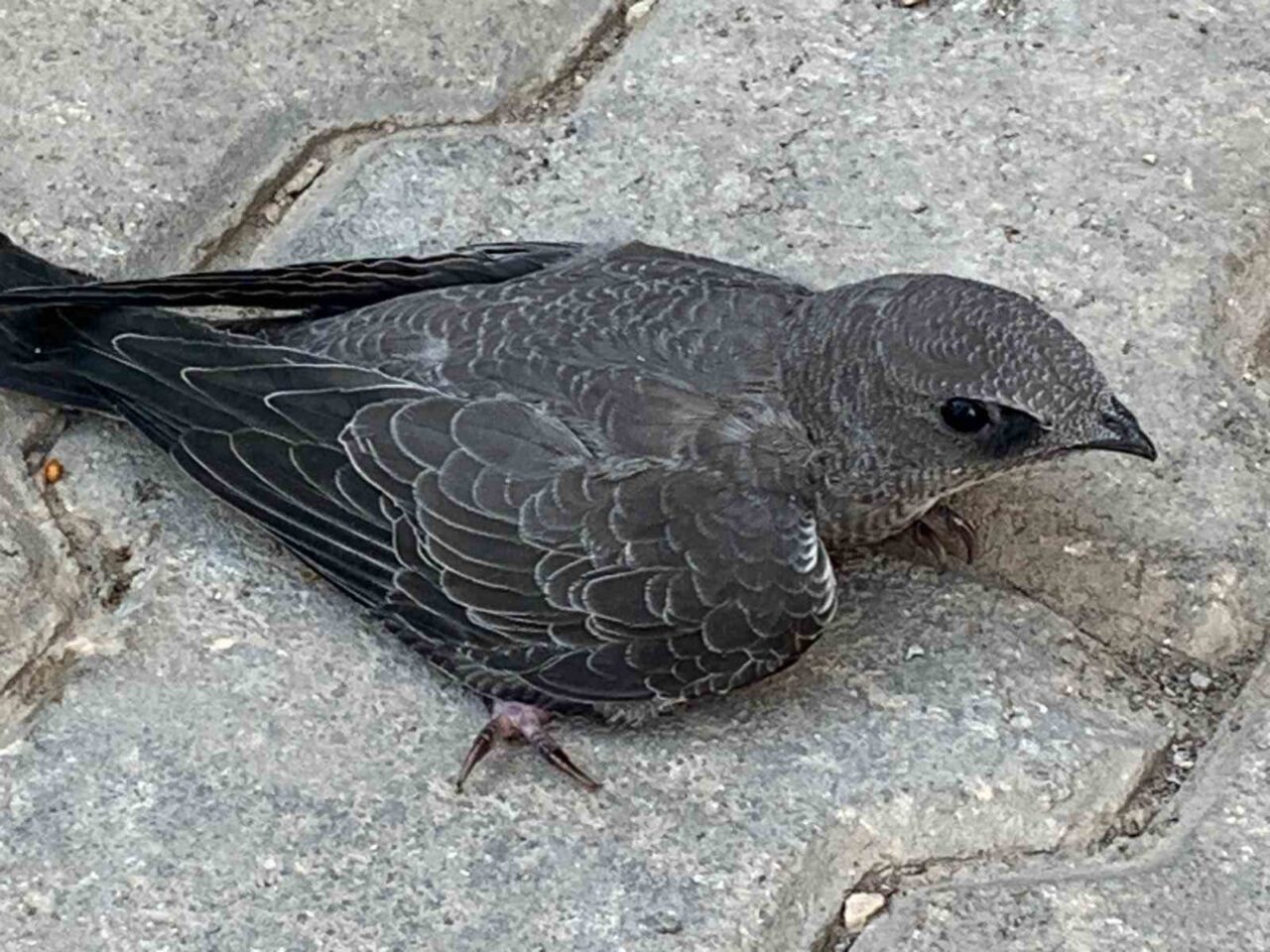 Elazığ’da bir kişi, bitkin halde bulduğu Ebabil kuşunu koruma altına