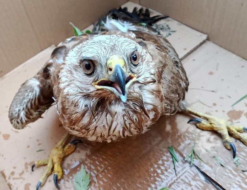 Sinop’un Türkeli ilçesinde doğa yürüyüşü yapan bir vatandaş tarafından otların