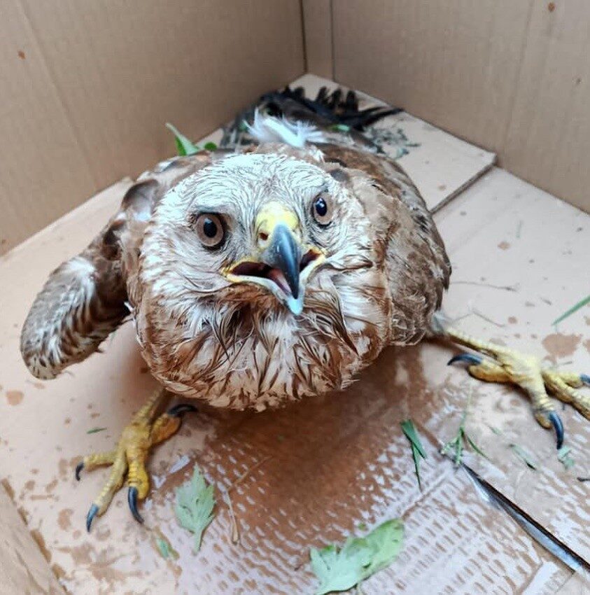 Sinop’un Türkeli ilçesinde doğa yürüyüşü yapan bir vatandaş tarafından otların