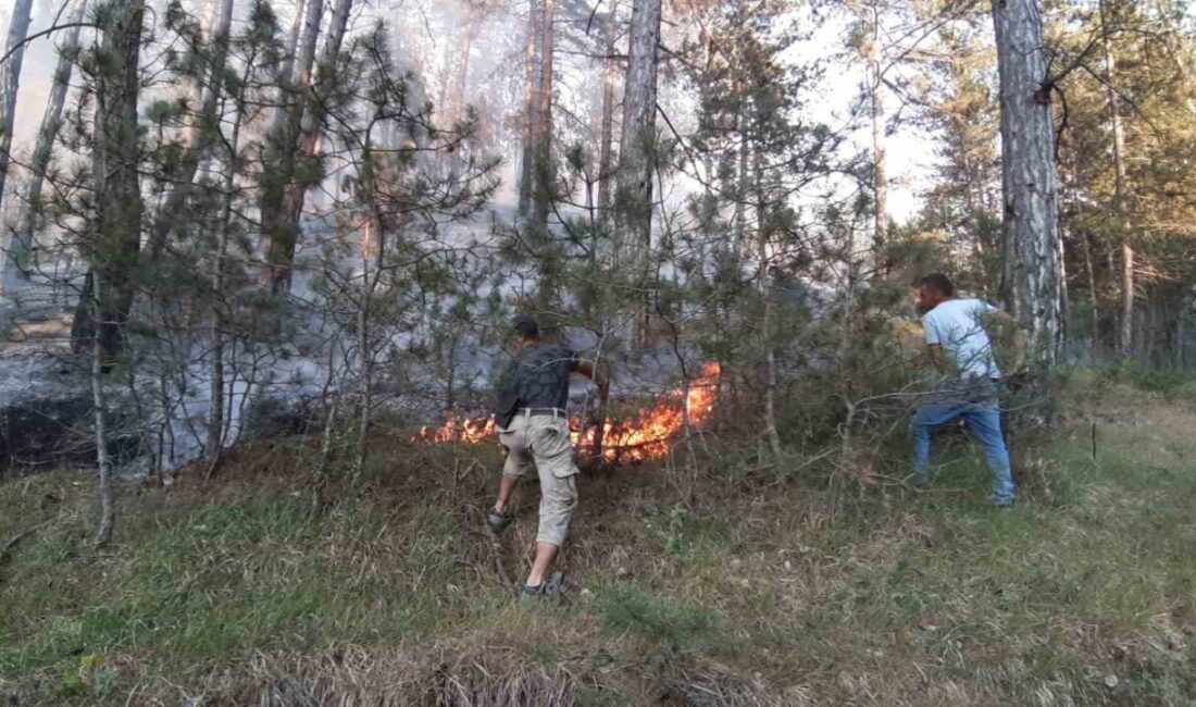 Bolu’nun Mudurnu ilçesi Yüzüncü Yıl köyü yolu üzerinde ormanlık alanda