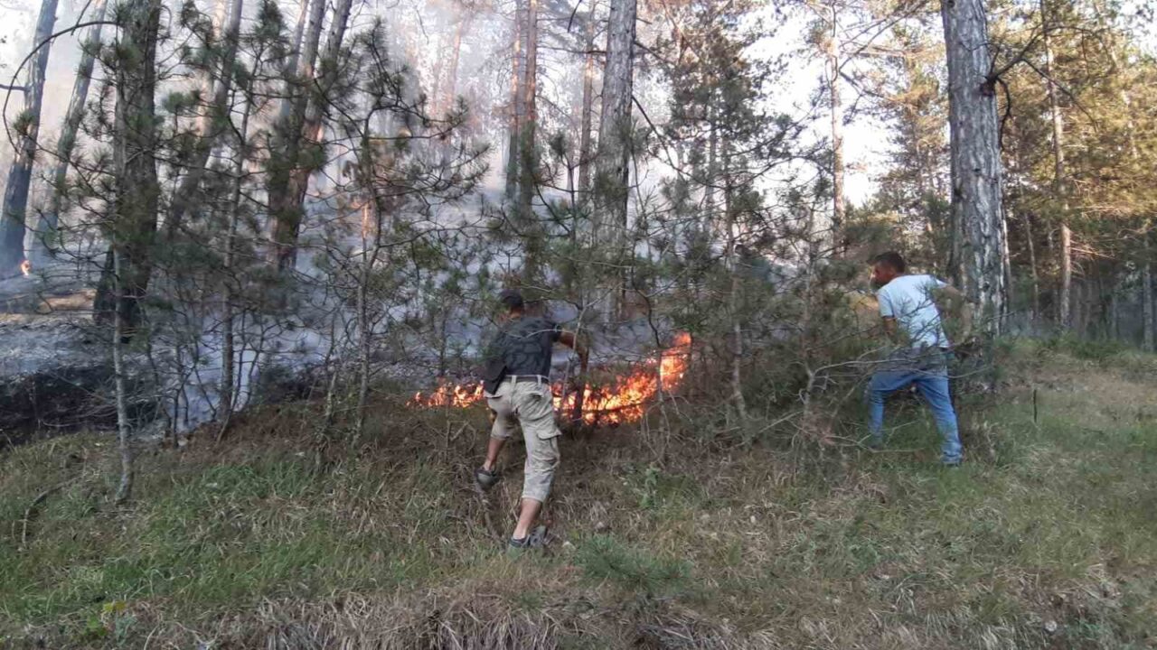 Bolu’nun Mudurnu ilçesi Yüzüncü Yıl köyü yolu üzerinde ormanlık alanda