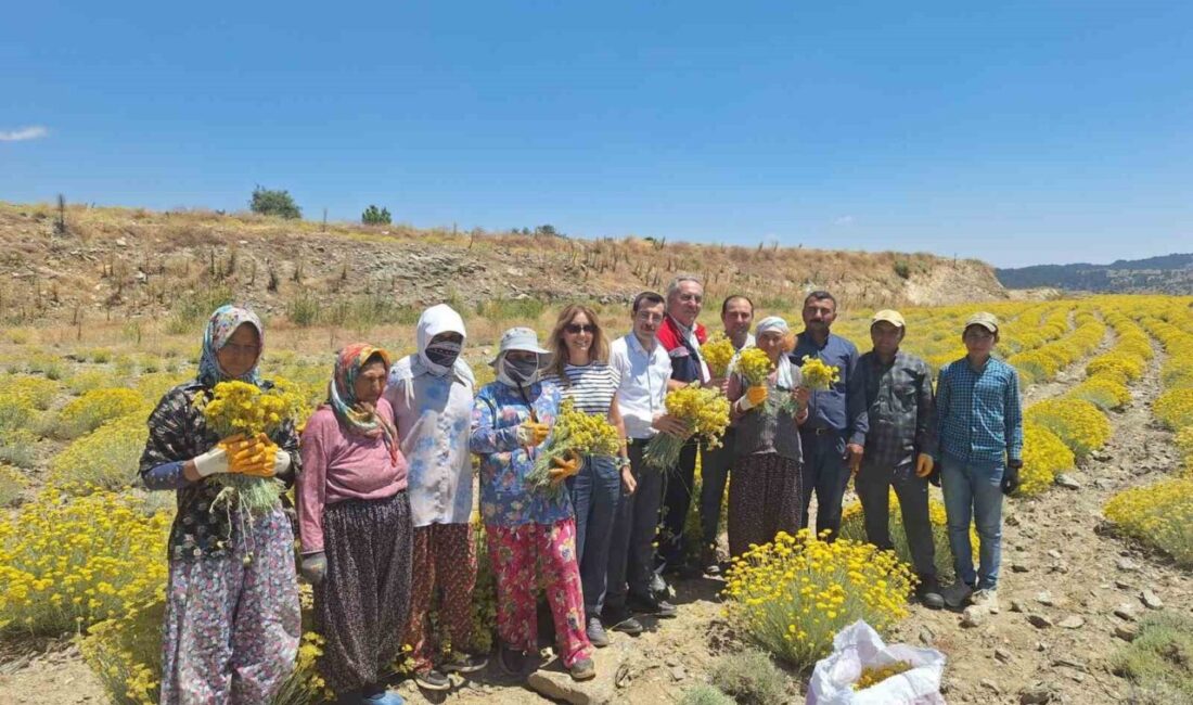 Aydın’ın Bozdoğan ilçesinde lavanta ve altın otu (ölmez çiçek) hasadına