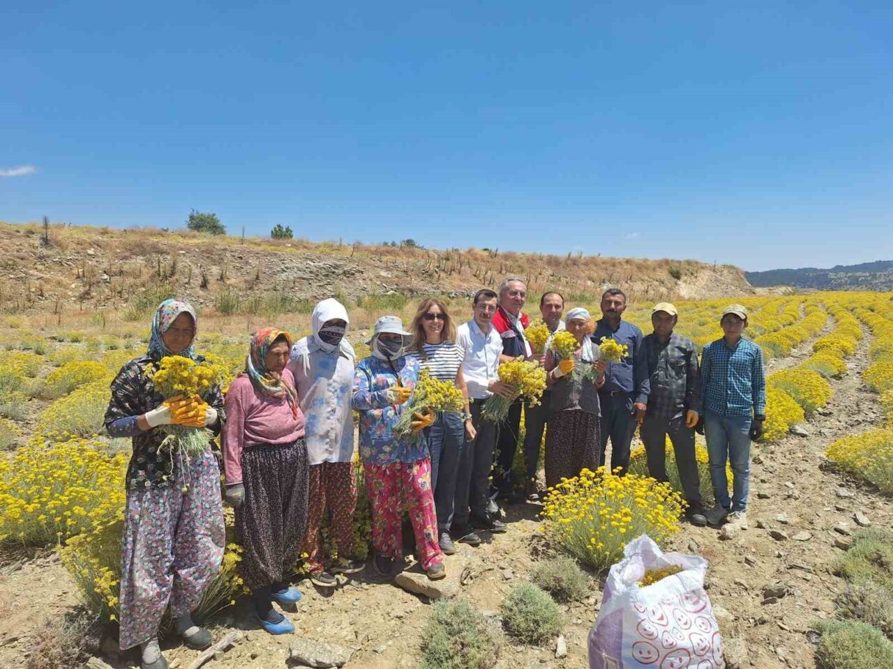 Aydın’ın Bozdoğan ilçesinde lavanta ve altın otu (ölmez çiçek) hasadına
