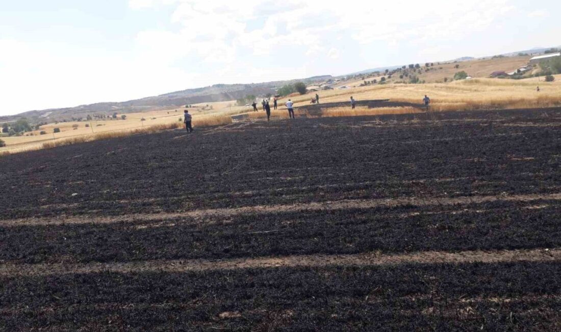 Kastamonu’nun Devrekani ilçesinde çıkan yangında 15 dönümlük buğday ekili tarlalar