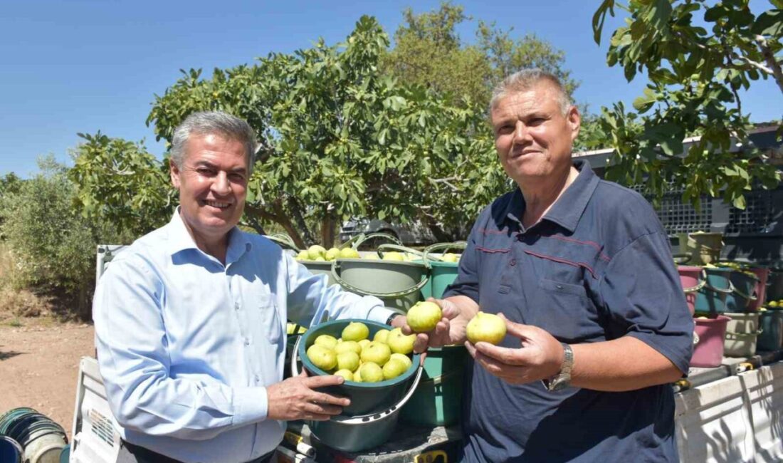 Aydın’ın verimli topraklarında yetişen taze incirin en erken hasat edildiği
