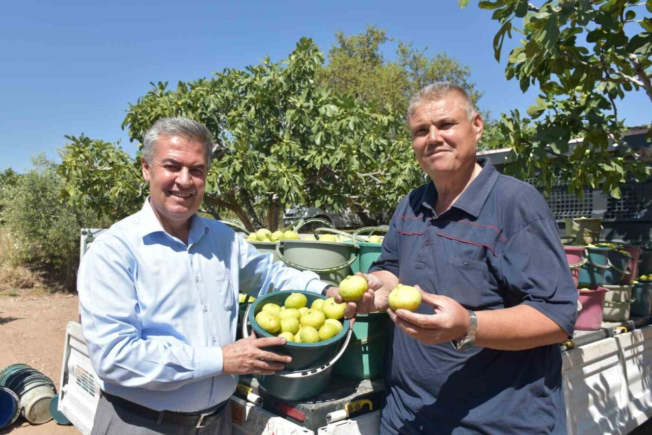 Aydın’ın verimli topraklarında yetişen taze incirin en erken hasat edildiği