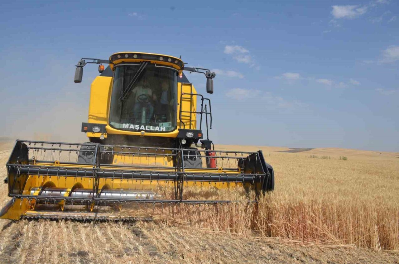 Muş’un Bulanık ilçesinde bin bir emekle ekimi yapılan 270 bin