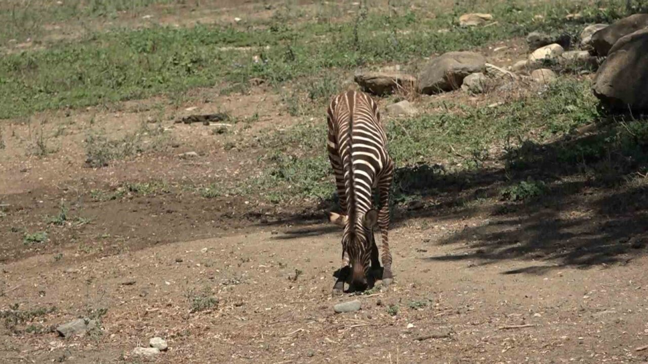 Bursa Hayvanat Bahçesi’nde 3 zebra dünyaya geldi. Zebra ailesinin yeni