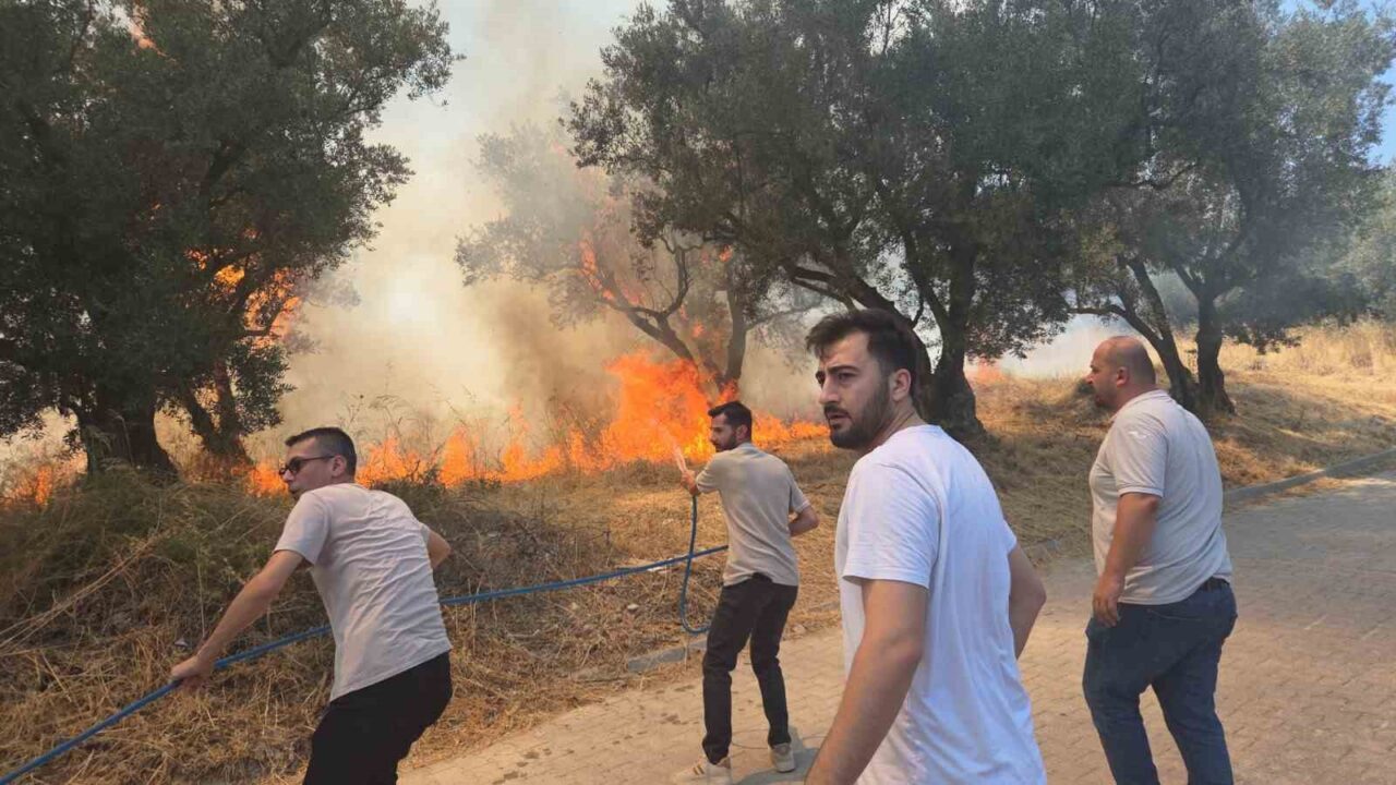 Bursa’nın Orhangazi ilçesinde bir zeytinlikte çıkan yangın paniğe sebep oldu.