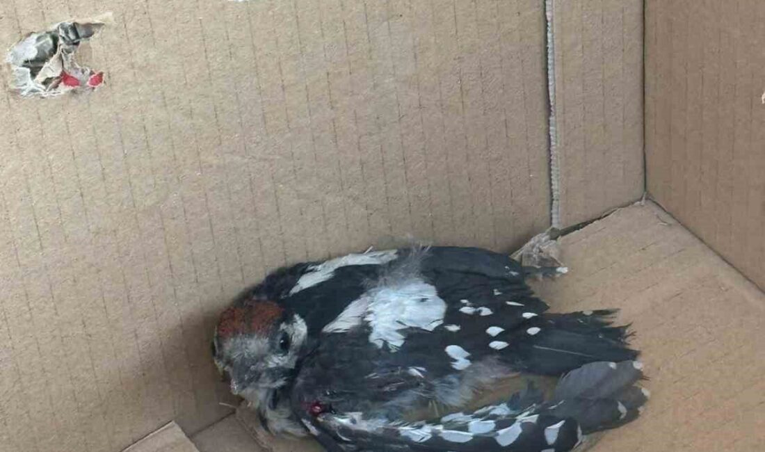 Bursa’da nesli tükenme tehlikesi altında bulunan yaralı bir ağaçkakan, Minareliçavuş