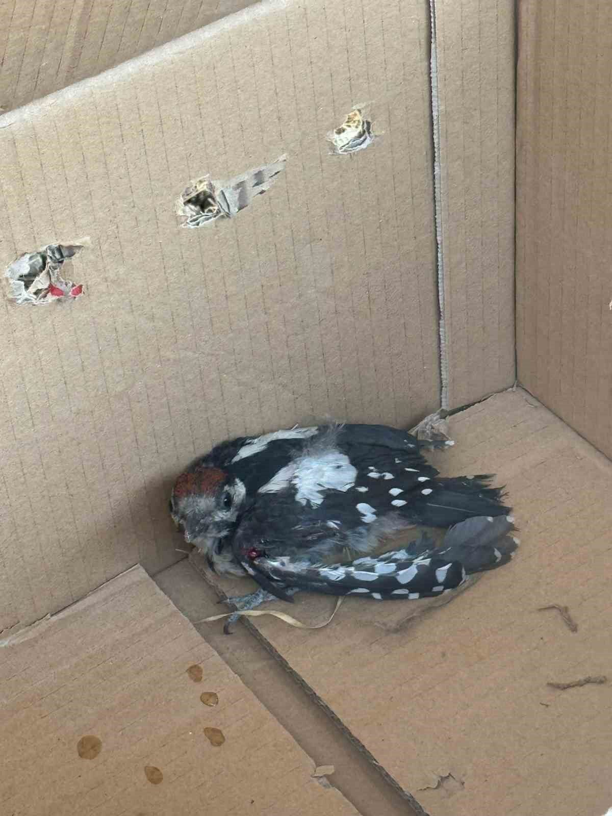 Bursa’da nesli tükenme tehlikesi altında bulunan yaralı bir ağaçkakan, Minareliçavuş