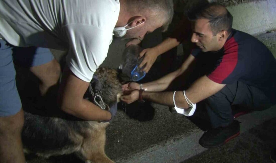 Bursa’da Kestel ve Gürsu ilçeleri arasında ormanlık alanda başlayan yangın,