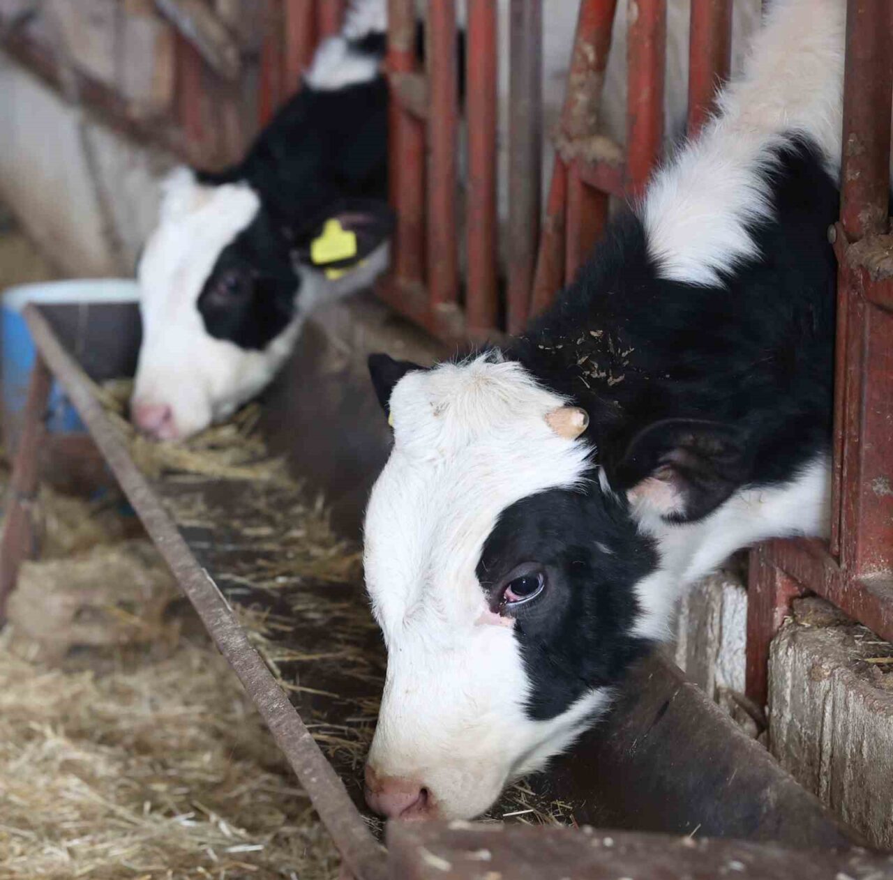 Antalya Büyükşehir Belediyesi kırsal bölgelerde hayvancılıkla uğraşan üreticilere sağladığı veterinerlik