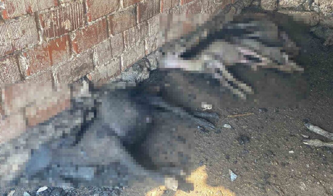 Çanakkale’nin Ayvacık ilçesinde çıkan orman yangınında alevler rüzgarın etkisiyle büyüyerek