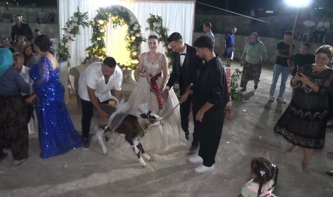 Çanakkale’nin Ayvacık ilçesinde düğün hediyesi olarak çifte, buzağı hediye edildi.