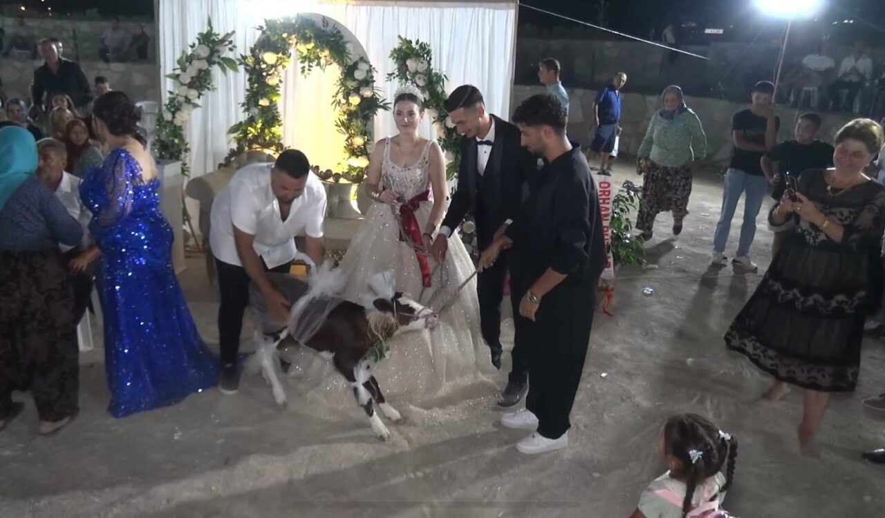 Çanakkale’nin Ayvacık ilçesinde düğün hediyesi olarak çifte, buzağı hediye edildi.