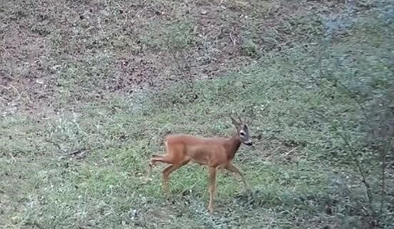 Çankırı’da doğaya yerleştirilen fotokapan kameralar ile domuz sürüsü, karaca ve