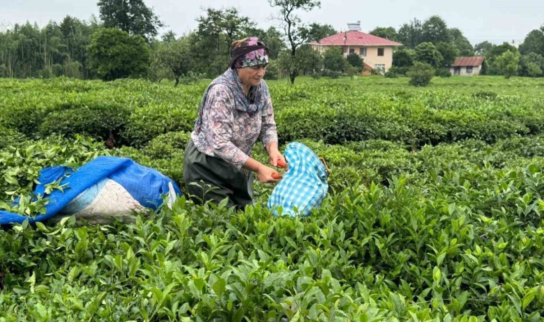 ÇAYKUR 2. sürgünün 7. gününde çay üreticilerinin acele etmemeleri gerektiğini,