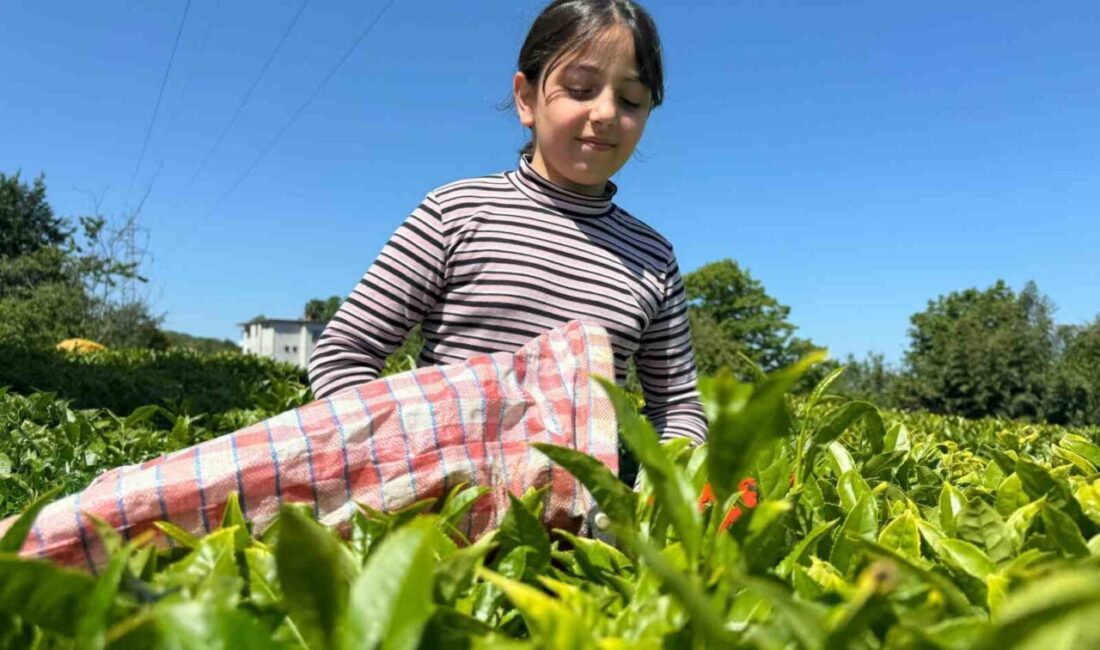 2. Sürgün hasadın devam ettiği çay için yoğunluk olmamasına rağmen