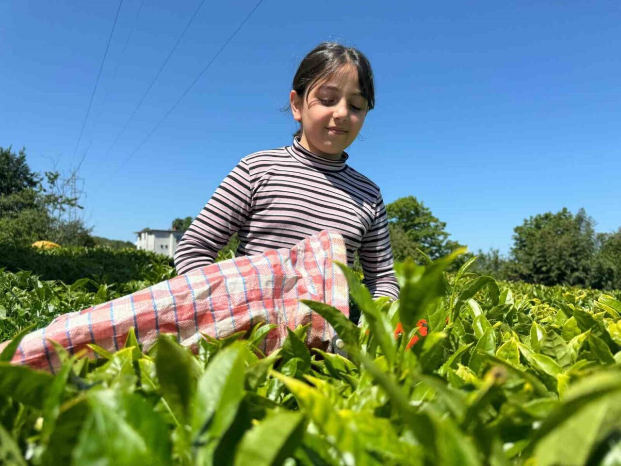 2. Sürgün hasadın devam ettiği çay için yoğunluk olmamasına rağmen