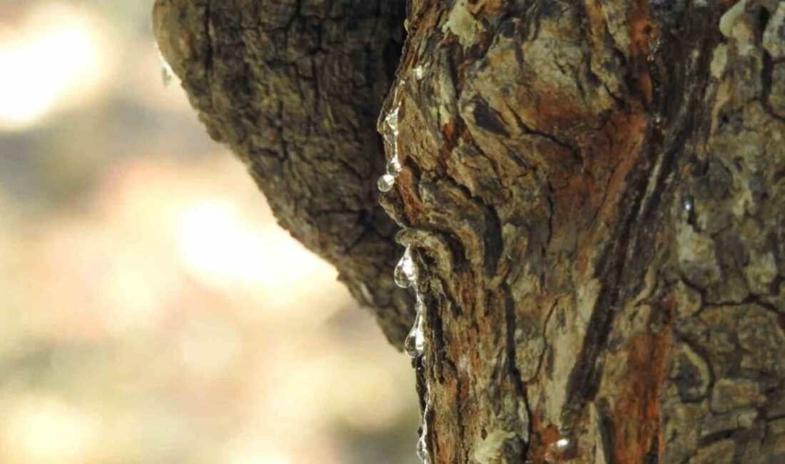 Dünyada yalnızca Yunanistan’ın Sakız Adası ile İzmir’in Çeşme ilçesinde yetişen