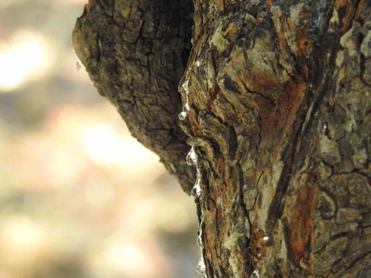 Dünyada yalnızca Yunanistan’ın Sakız Adası ile İzmir’in Çeşme ilçesinde yetişen
