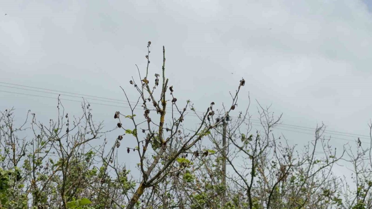 Düzce’de etkili olan zirai don sebebi ile fındıklarda yanma meydana