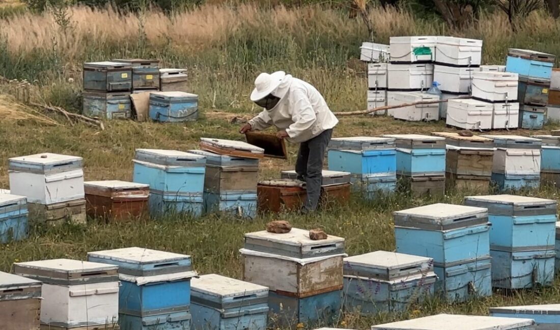 Hakkari’nin Yüksekova ilçesindeki Cilo Dağı eteklerinde aylar öncesi bırakılan kovanlarla