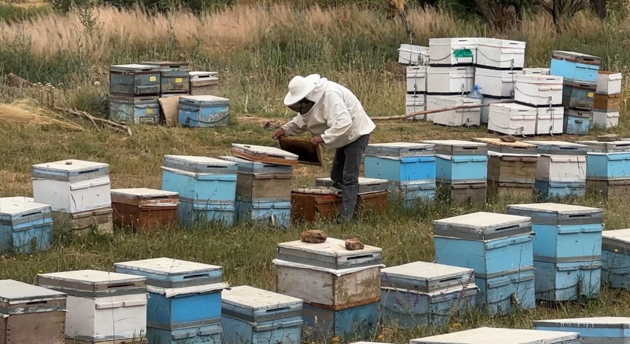 Hakkari’nin Yüksekova ilçesindeki Cilo Dağı eteklerinde aylar öncesi bırakılan kovanlarla