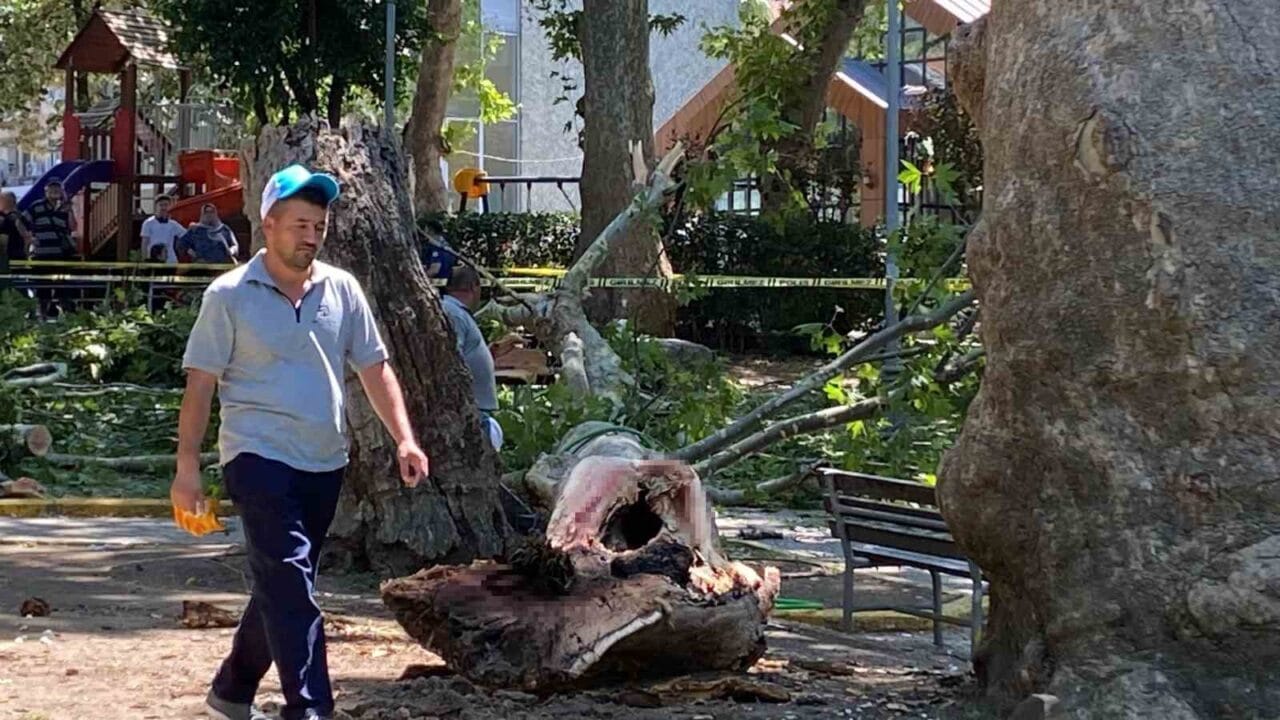 Kocaeli’nin Gölcük ilçesinde çınar ağacından kopan dalın üzerlerine düşmesi sonucu