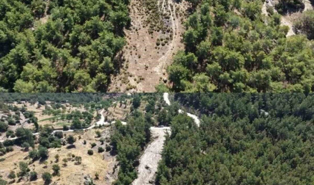 Aydın Orman İşletme Müdürlüğü tarafından orman yangınlarına karşı yürütülen önleyici