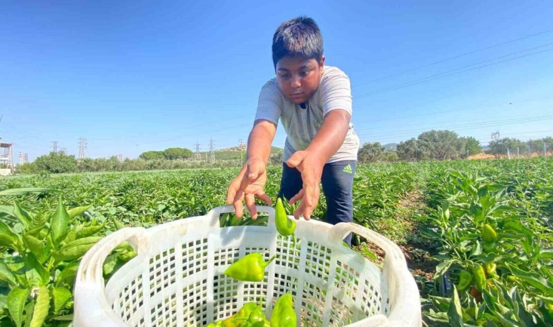 İzmir’in Torbalı ilçesinde yetiştirilen ve acılığıyla ön plana çıkan coğrafi