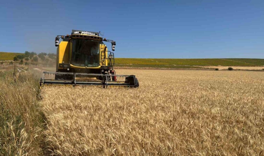 Çorum Belediyesi, atıl arazide ektiği 80 dönümlük buğdayın hasadına başladı.