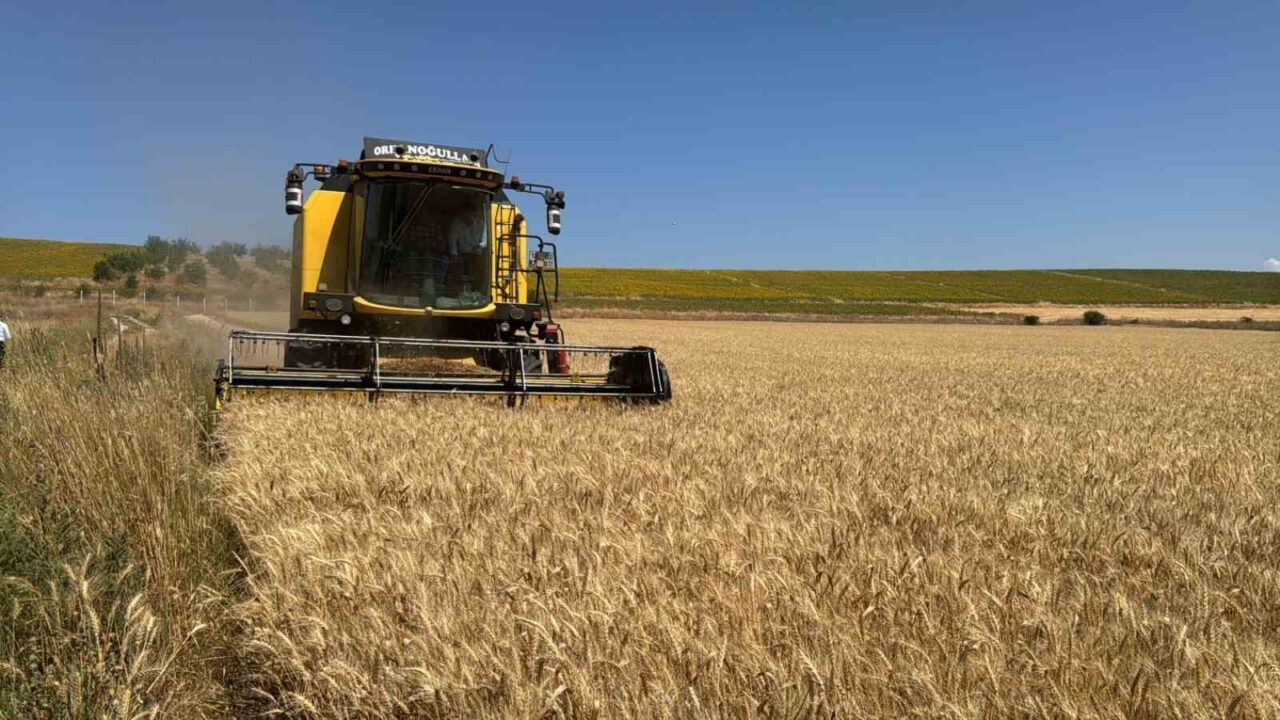 Çorum Belediyesi, atıl arazide ektiği 80 dönümlük buğdayın hasadına başladı.