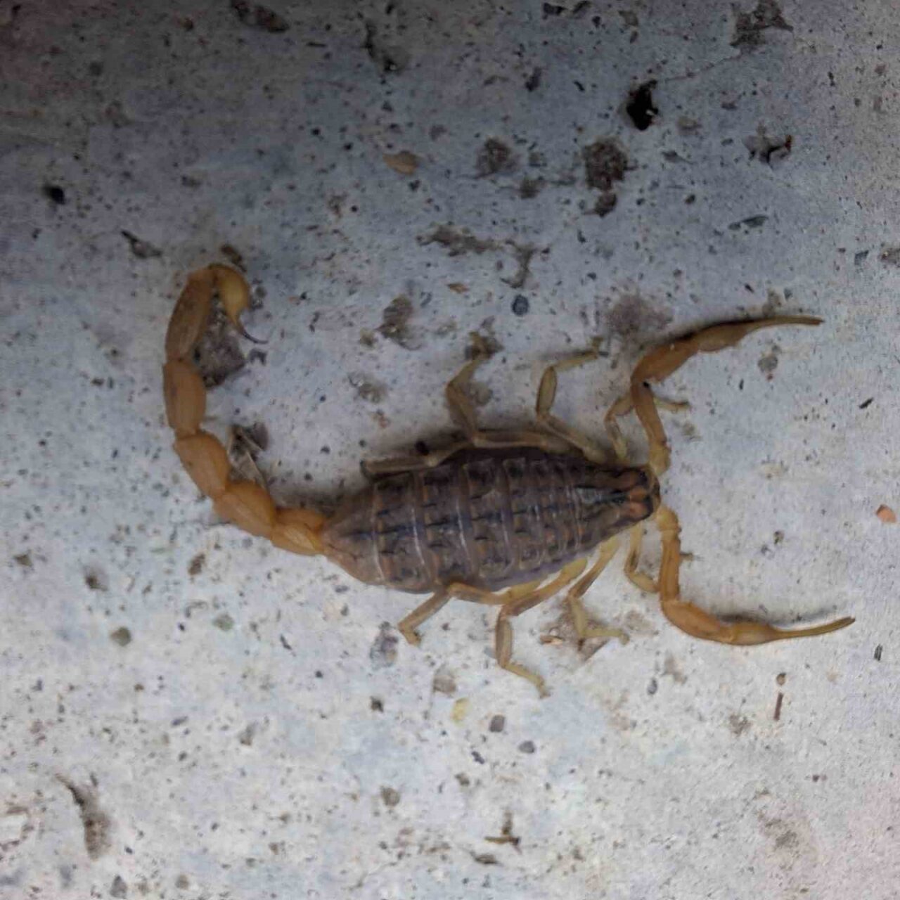 Çorum’un Osmancık ilçesinde zehirli olarak bilinen akrep bir eve girmeye